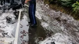 Perwira polisi berada di lokasi kecelakaan sebuah truk pengangkut belut berlendir di jalan raya Highway 101, Oregon, Kamis (13/7). Truk yang membawa 3.402 kg belut lendir itu tak bisa menghentikan laju dan malah terguling. (Oregon State Police via AP)