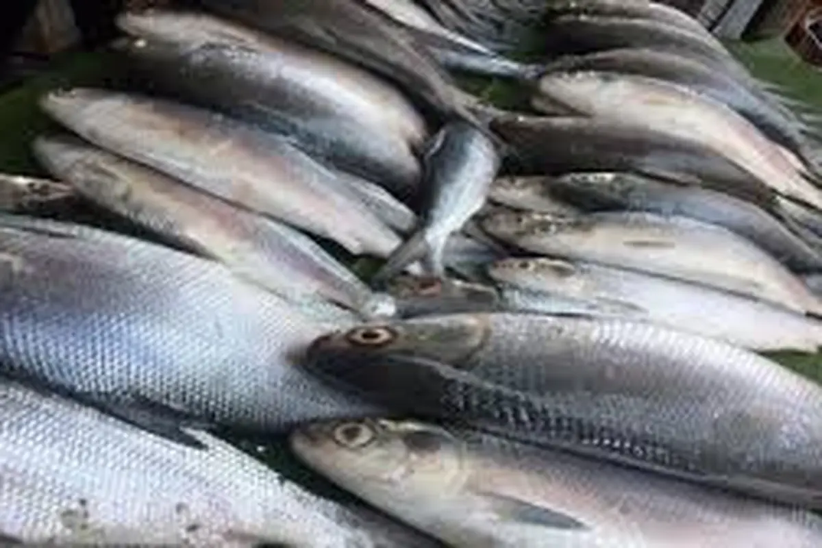 Ilustrasi harga ikan laut Anjlok di Banyuwangi (Istimewa)