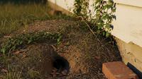 Gundukan Tanah atau Lubang Tersembunyi di Sekitar Rumah (Gemini AI)