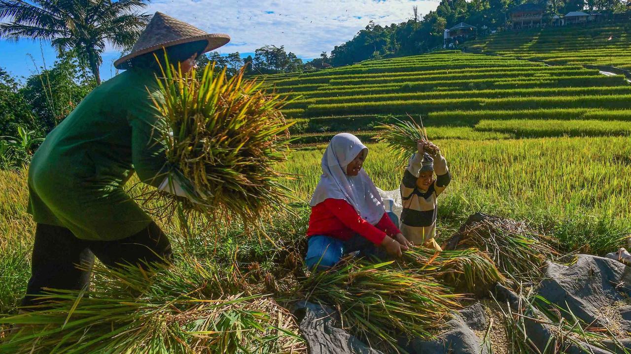 FOTO: Panen Padi di Terasering Cisalada