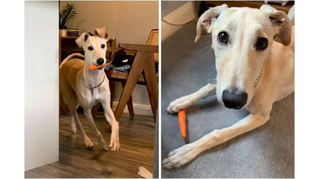 6 Potret Anjing Makan Makanan Bukan Daging, Doyan Sampai Tolak Diminta