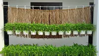 5 Ide Kebun Kangkung Gantung untuk Halaman Sempit, Solusi Hijau di Lahan Terbatas