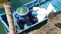 Melimpah Ruah Tak Terjual: Kisah Pilu Nelayan Lobster Gunungkidul
