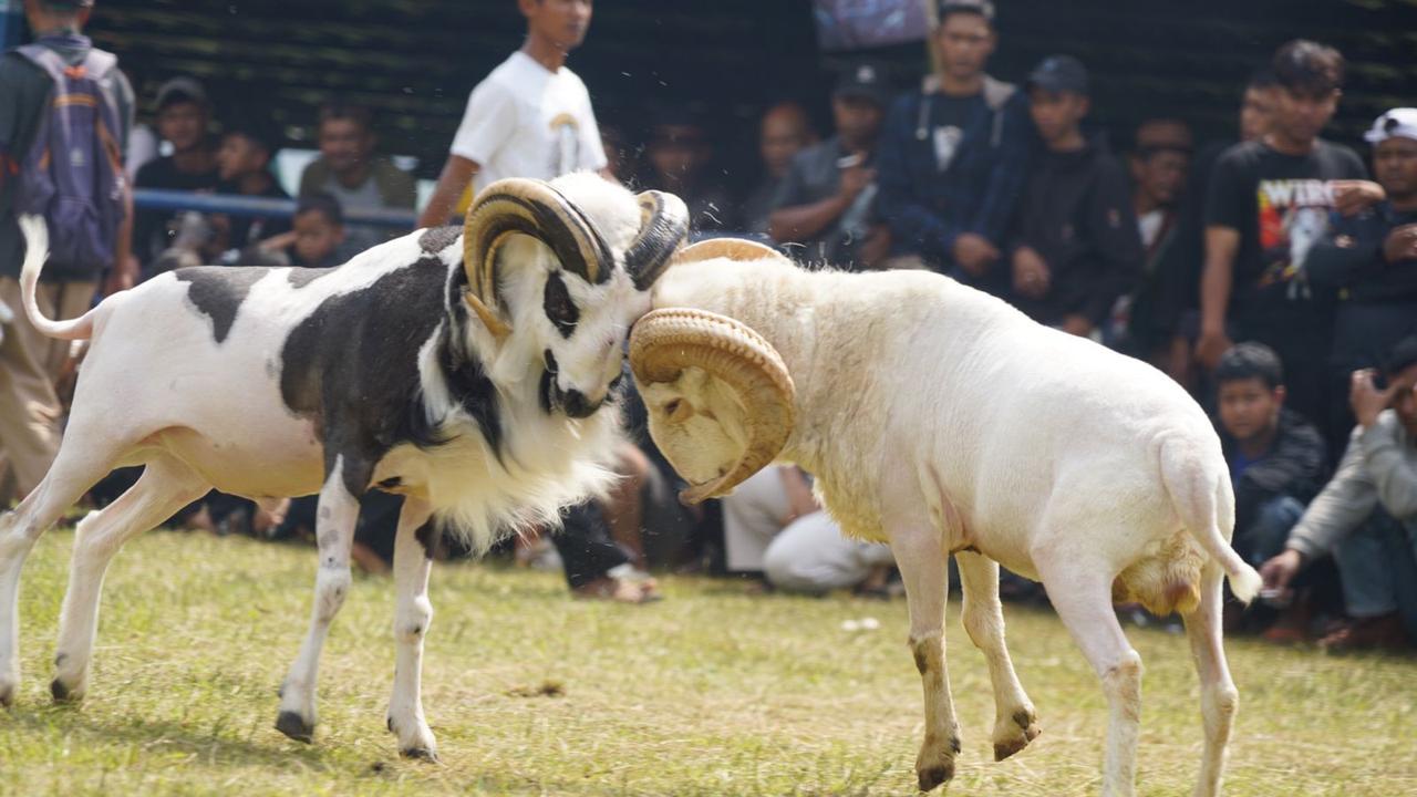 Pemda Garut, Jawa Barat memproyeksikan Seni Ketangkasan Domba Garut sebagai agenda atau event tahunan yang dikelola secara profesional, untuk menarik jumlah wisatawan ke Garut. (Liputan6.com/Jayadi Supriadin)