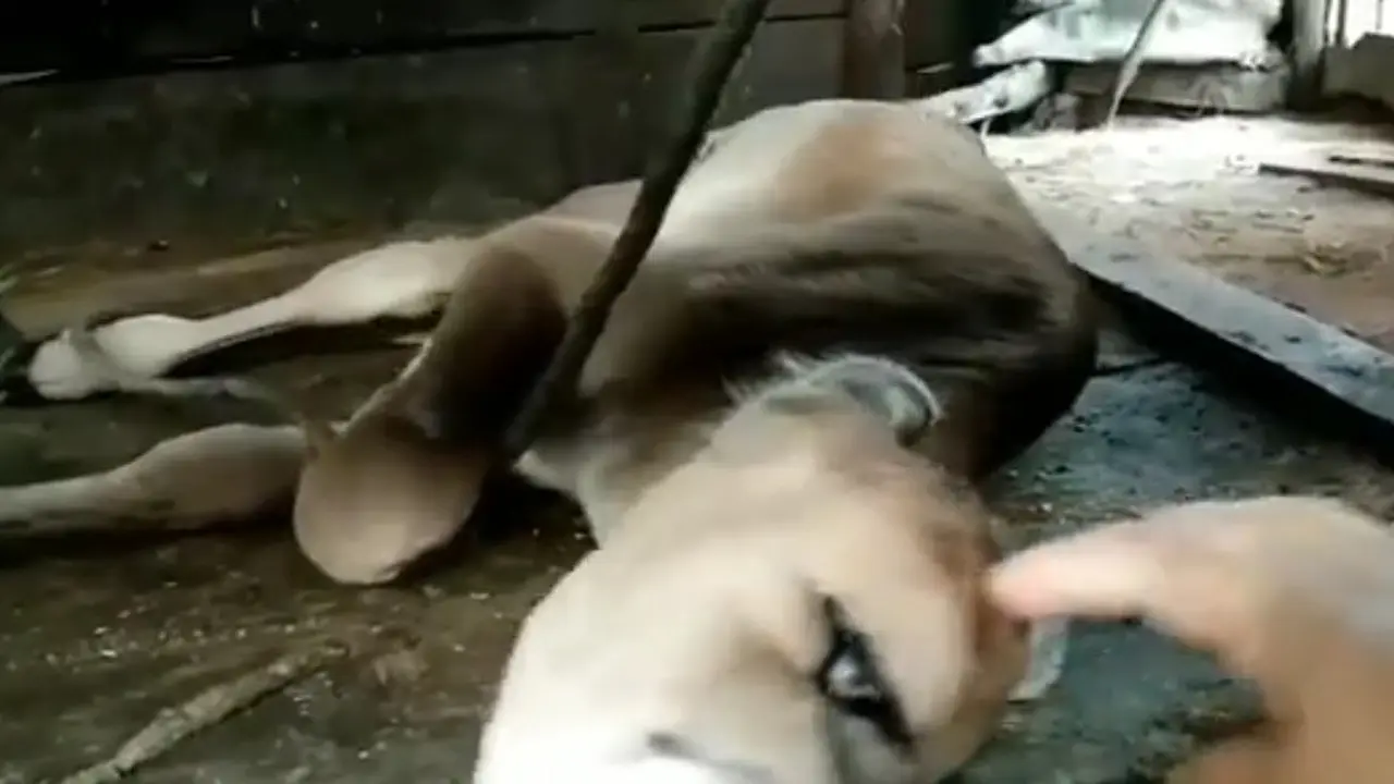 Sapi Bermata Satu