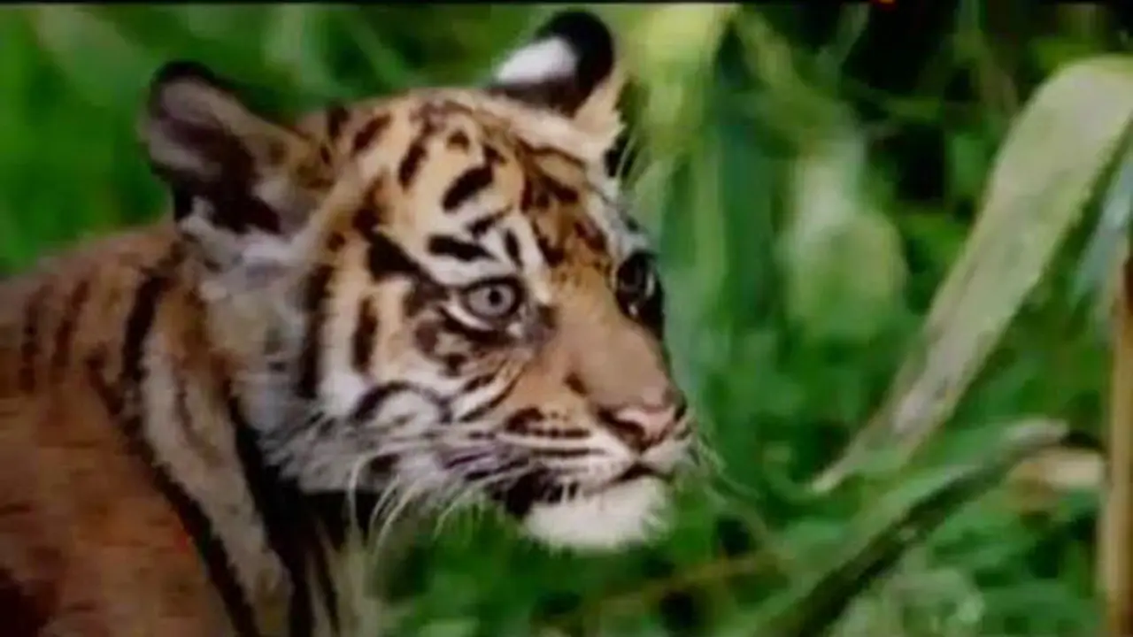 Unjuk Rasa Ricuh hingga Kelahiran Bayi Harimau Sumatera