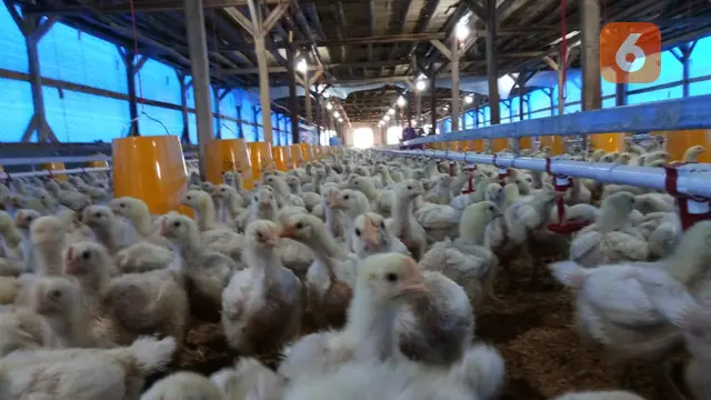 Ribuan ayam pedaging menjadi sarana pembinaan warga binaan lapas IIB Garut dalam memberkan keterampilan bagi mereka