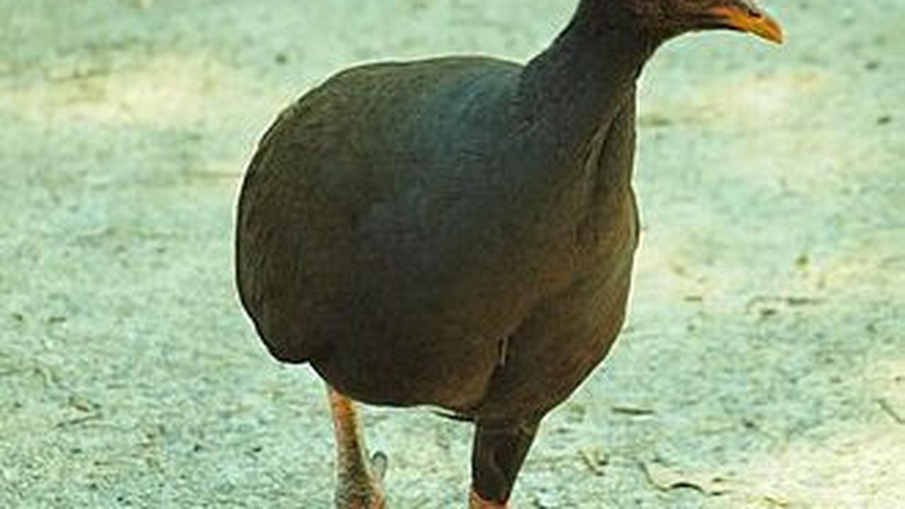 Burung Gosong<br>
