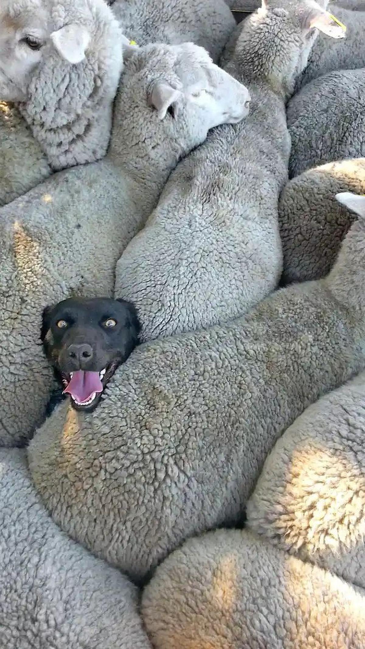 Sheepish Smile by Charlie Mackinnon, 2014&nbsp;
