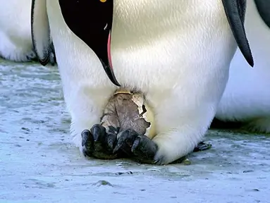 Bayi Pinguin yang baru menetas di Benua Antartika. BBC1 membuat sebuah dokumenter tentang perjalanan Pinguin kecil hingga menjadi dewasa. (Dailymail.co.uk)