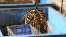 Ulat maggot sedang memakan sampah organik di penakaran Unit Pengolahan Sampah (UPS) 2 Sukmajaya Depok, Jawa Barat, Selasa (5/3). Hasil dari sampah yang dimakan oleh ulat maggot dipakai untuk menambah kebutuhan ekonomi warga. (Liputan6.com/Herman Zakharia)