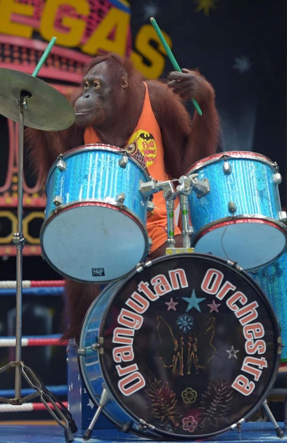 Aksi seru dan lucu orang utan bertanding Muay Thai