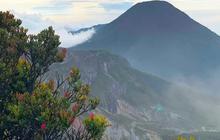 Tersesat Berjam-jam, 2 Remaja Pendaki Gunung Gede Ditemukan Tertidur di Bawah Pohon Puspa