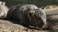 Satu dari dua bayi harimau Benggala ketika dipamerkan ke publik di kebun binatang San Jorge, Meksiko, 28 November 2017. Harimau Benggala hanya terdapat di habitat aslinya di India, Nepal, Bhutan, dan Bangladesh. (AFP PHOTO / HERIKA MARTINEZ)