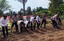 Tahukah Anda? Polres Natuna Tanam Jagung Pipil di Lahan Warga, Dukung Swasembada Pangan