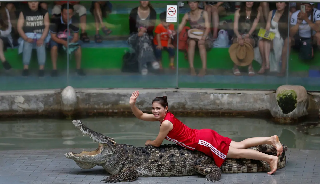 Seorang wanita menaiki badan buaya di Sriracha Tiger Zoo, Provinsi Chonburi , Thailand , 7 Juni 2016. Buaya yang dikenal dengan binatang buas ini dengan mudahnya bermain dengan petugas kebun binatang tersebut. (REUTERS / Chaiwat Subprasom)
