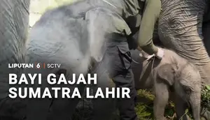 Bayi Gajah Sumatra Lahir