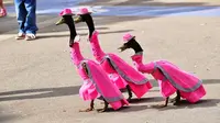 Pied Piper Duck Show merupakan bagian dari parade selama 14 hari bernama Sydney Royal Easter Show.