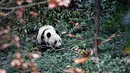 Panda raksasa Bei Bei menjelajahi kandangnya pada hari pertama di Bifengxia Panda Base di Yaan, Provinsi Sichuan, China, Kamis (21/11/2019). Bei Bei merupakan panda raksasa generasi pertama yang hidup di Kebun Binatang Washington DC. (Chinatopix via AP)