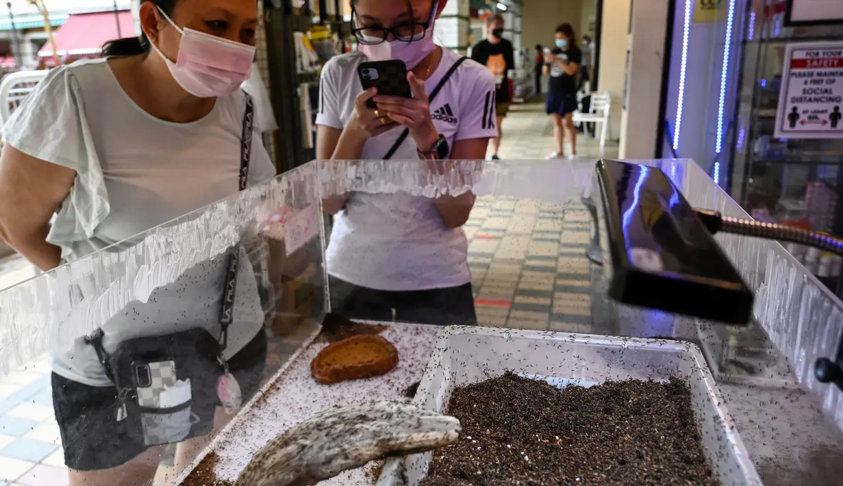 Orang-orang melihat tampilan formicarium yang menampung semut di dalam toko hewan peliharaan "Just Ants" di Singapura pada 23 September 2020. Pengusaha bernama John Ye membuka toko pertama di Singapura yang mengkhususkan diri menjual peternakan semut sebagai hewan peliharaan. (Roslan RAHMAN/AFP)