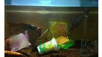 6 Potret Aquascape Low Budget Ini Bikin Pencinta Ikan Hias Senyum Tipis (sumber: Twitter/coffebit)