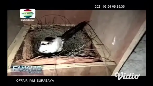 VIDEO: Penangkaran Murai Albino, Pemuda di Gresik Ini Raup Ratusan Juta