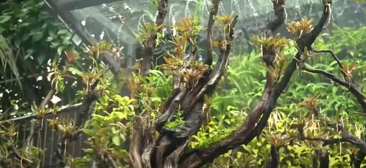 8 Potret Paludarium Raksasa di Rumah Denny Cagur yang Megah, Pemandangan Indah - Ditaksir Berharga Fantastis