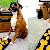 Prototipe remote control tv untuk anjing | foto : odditycentral.com