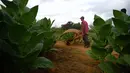 Seorang petani mendorong gerobak yang berisi daun tembakau yang sudah dipetik di perkebunan tembakau di San Juan y Martinez, Provinsi Pinar del Rio, Kuba (24/2). Perkebunan tembakau ini merupakan yang terbaik di Kuba. (AFP Photo/Yamil Lage)