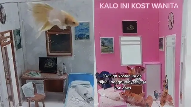 Viral, Akuarium Ikan Cupang Bak Kamar Kos Ini Bikin Ketawa Geli