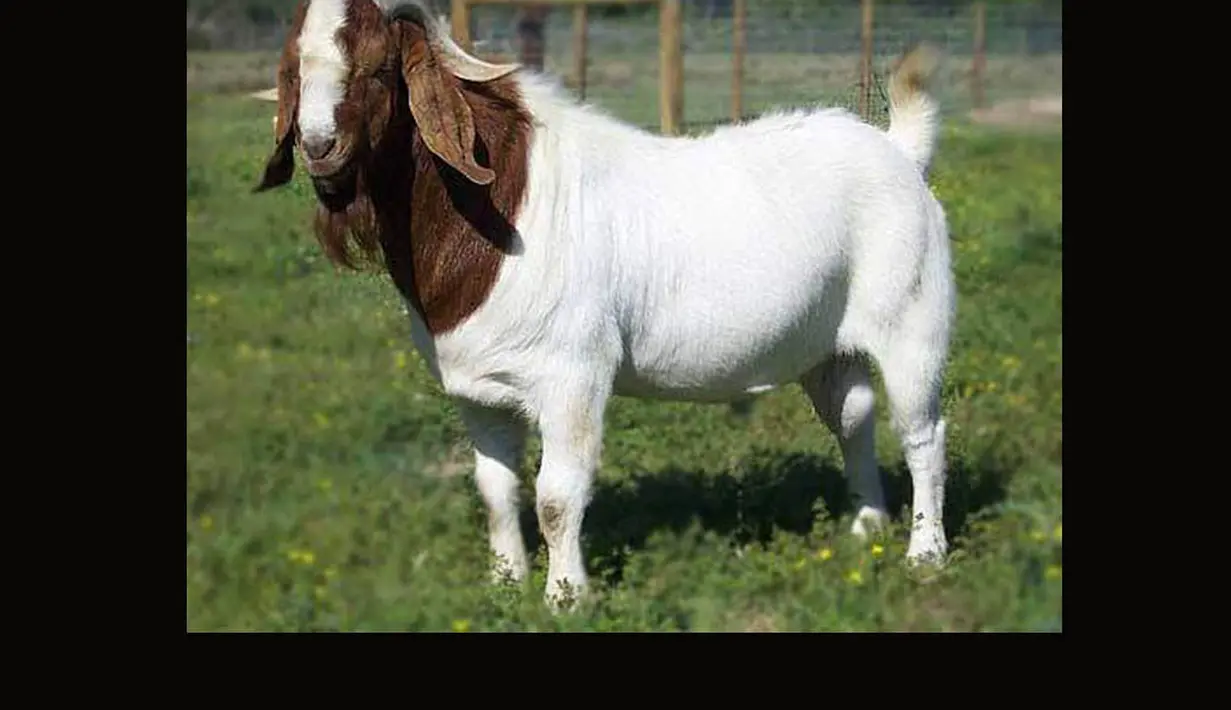 Kulit kambing harus terlihat bersih, tanpa penyakit kulit. Untuk memastikannya, Anda bisa mencubit kulit kambing. Jika setelah dicubit kulitnya kembali seperti semula, maka kambing itu sehat (Istimewa)