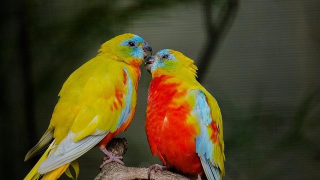 Potret Burung Parkit dan pasangannya (Pixabay)