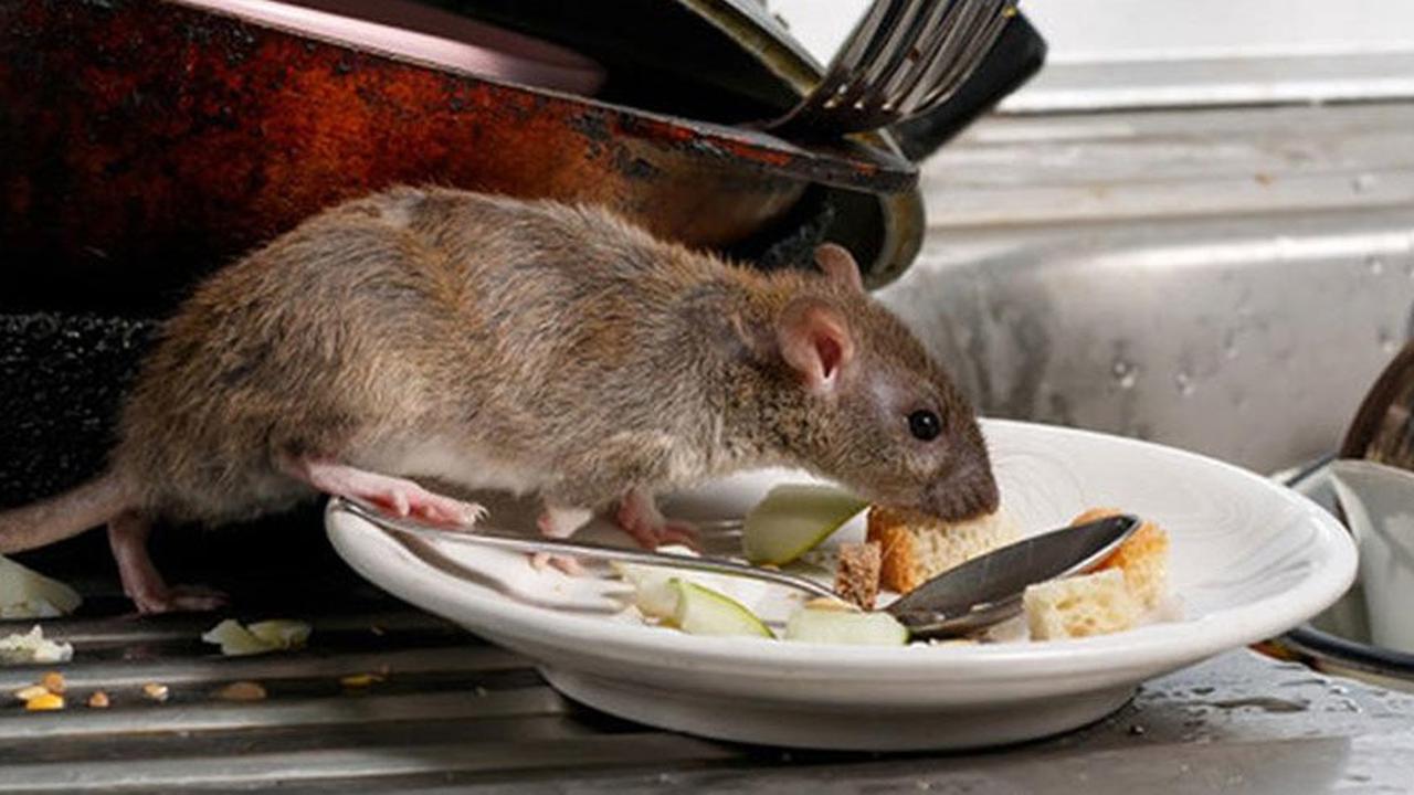5 Bahan Dapur Ini Bisa Jadi Perangkap Tikus, Bikin Rumah Bebas Penyakit