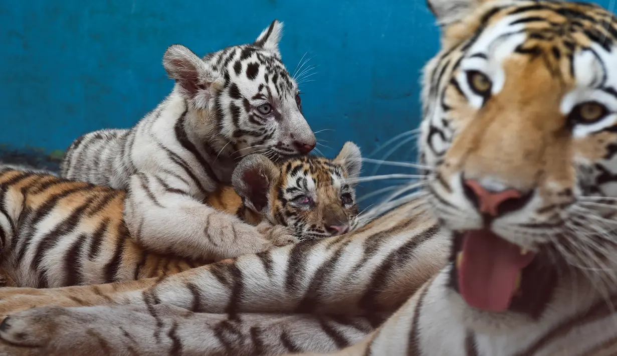 Anak harimau putih, Yanek bermain dengan induk dan saudara-saudaranya di Kebun Binatang Nasional Kuba di Havana pada 4 Juni 2021. Untuk pertama kalinya dalam 20 tahun, empat anak harimau lahir di kebun binatang dan di antaranya, seekor harimau putih betina yang langka bernama Yanek. (YAMIL LAGE/AFP)