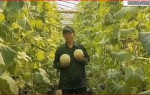 Mantan Anggota DPRD Rembang Ini Beralih Profesi sebagai Petani Melon, Begini Kisahnya