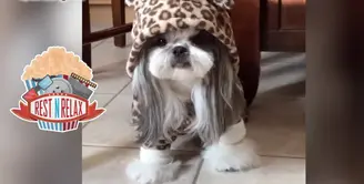 Pakai Baju Macan Tutul, Anak Anjing Ini Super Menggemaskan