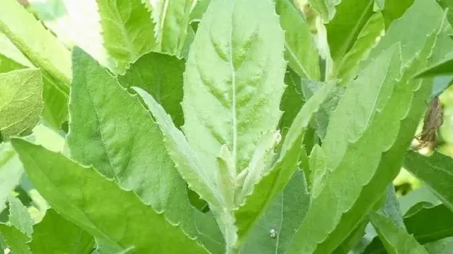 Daun Beluntas. (foto: Pinterest/Info Pertanian).