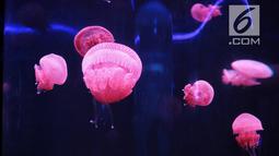 Berita Ubur Ubur Hari Ini Kabar Terbaru Terkini Liputan6com