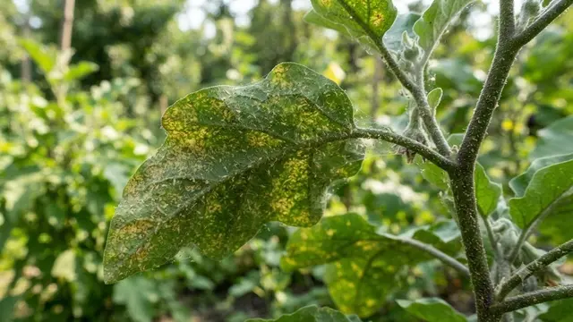 Cara Mengatasi Tungau pada Tanaman Terong agar Daun Tidak Menguning (AI Generated)