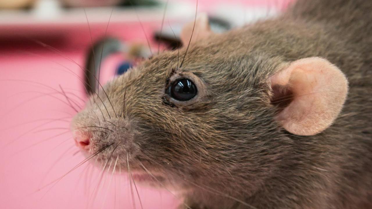 Tikus di Dapur? Ini Risiko Kontaminasi Makanan yang Mengintai