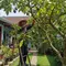 Cara Merangsang Pohon Buah agar Cepat Berbunga dan Berbuah, Hasilkan Panen Berkualitas