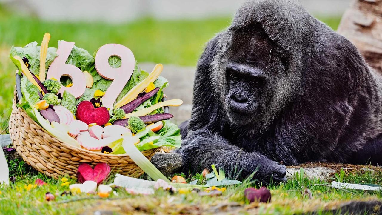 FOTO:  Momen Ulang Tahun ke 69 Fatou,  Gorila Tertua di Dunia