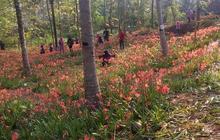 Kisah sedih di balik rusaknya kebun bunga Amaryllis gara-gara selfie