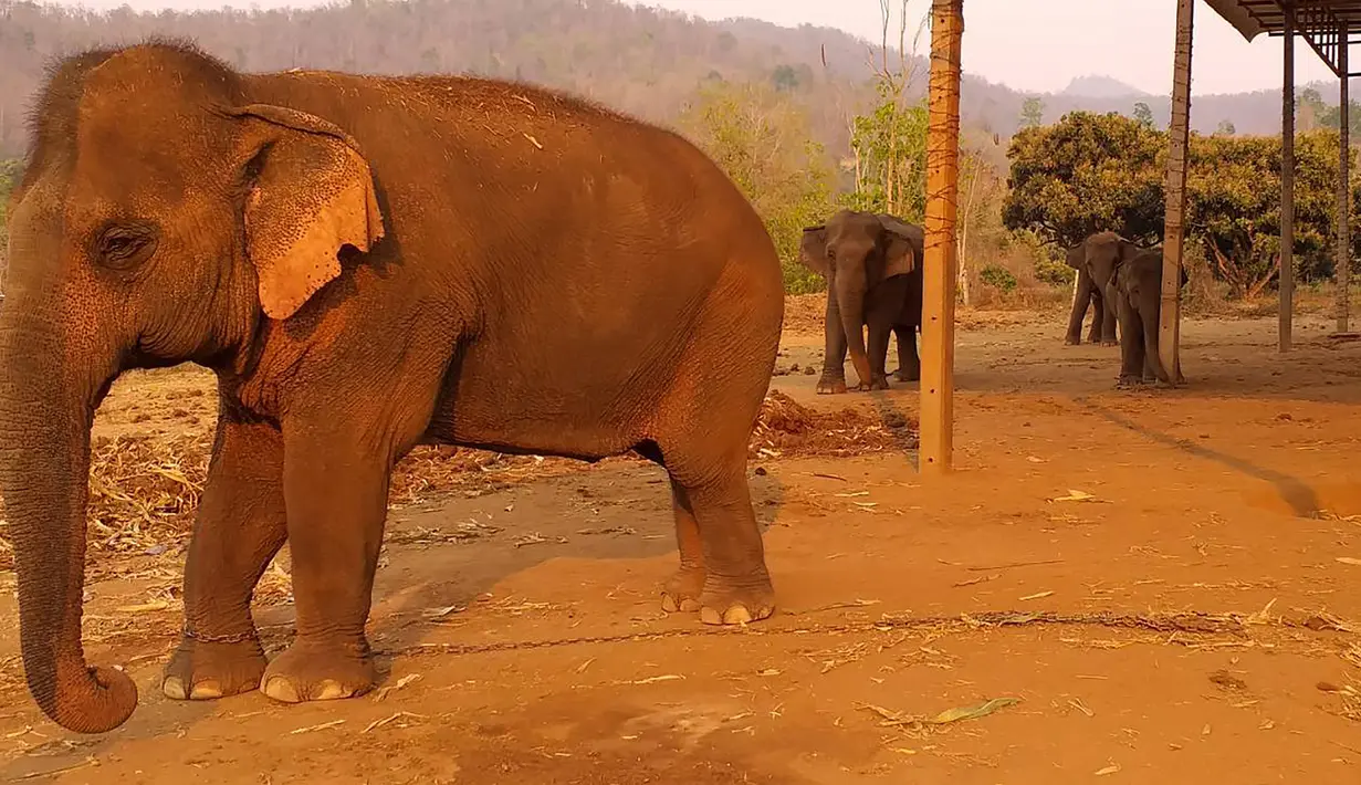 Sejumlah gajah tampak terantai di sebuah kamp yang tak diketahui di Chiang Mai, Thailand (29/3/2020). Banyak kamp telah ditutup oleh pemerintah karena kekhawatiran akan adanya COVID-19 novel coronavirus menyebar. (AFP/Changchill)