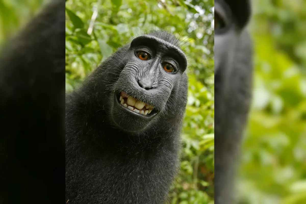 Naruto, monyet macaca selfie dari Sulawesi, Indonesia (David Slater via Wikimedia Commons / Public Domain)