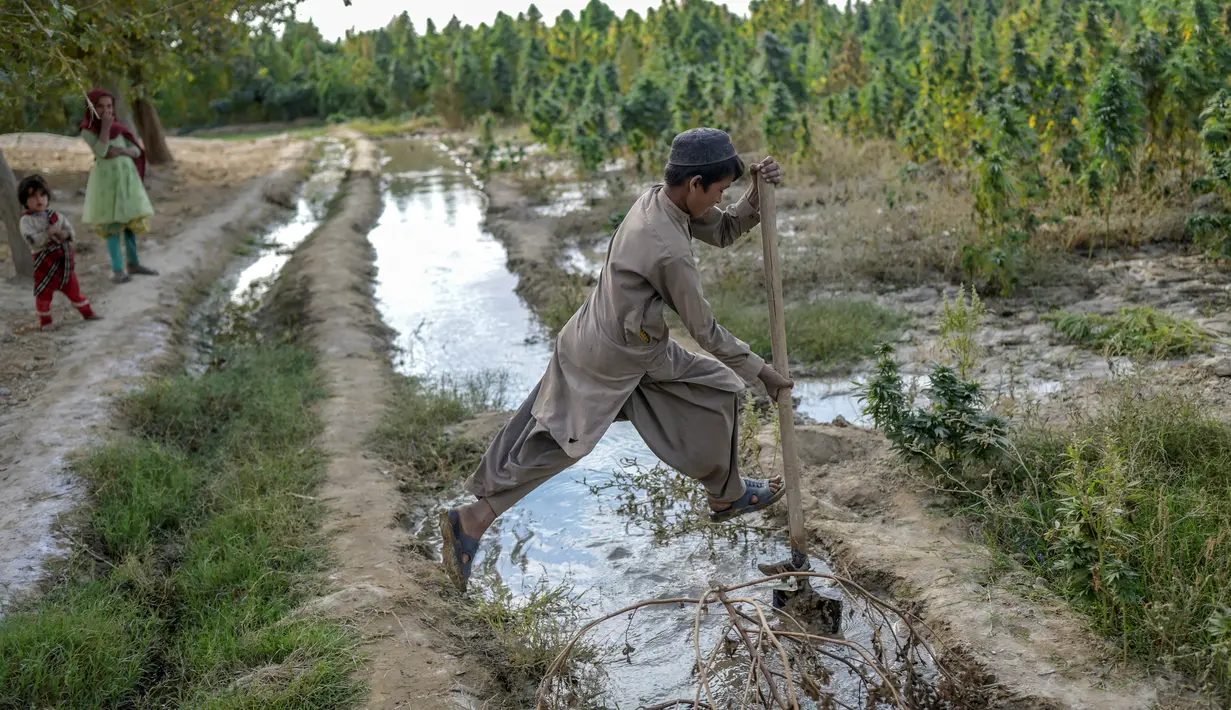 Seorang anak bekerja di ladang ganja pinggiran Kandahar, Afghanistan, 28 Oktober 2021. Taliban bersumpah akan menindak perdagangan obat-obatan terlarang yang sebagian besar memicu pemberontakan mereka yang berhasil. (BULENT KILIC/AFP)