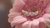Arti Filosofi Bunga Gerbera beserta Maknanya