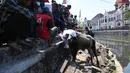 Petugas pemadam kebakaran bersama warga mengevakuasi seekor sapi yang tercebur ke Kali Mberok, Kota Semarang, Sabtu (10/8/2019). Sebelum tercebut ke sungai, sapi hendak diserahkan ke musala tersebut sempat menabrak sejumlah motor warga. (Lipuan6.com/Gholib)