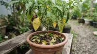 Cara Mengatasi Daun Cabai Menguning dan Rontok, Ikuti 6 Tips ini Supaya Tanaman Kembali Subur