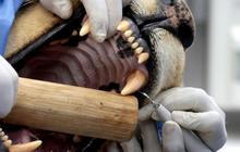 FOTO: Ngeri, Dokter Hewan di Kebun Binatang Meksiko Buka Mulut Singa Jantan Afrika di Depan Pengunjung
